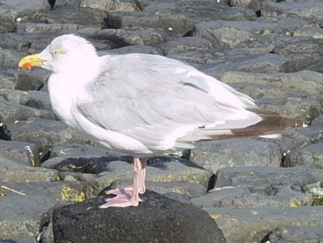 Möwe am Strand Möwe am Strand